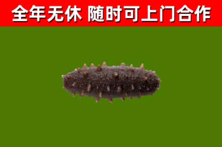 临淄区回收海参干